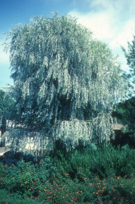 Acacia pendula