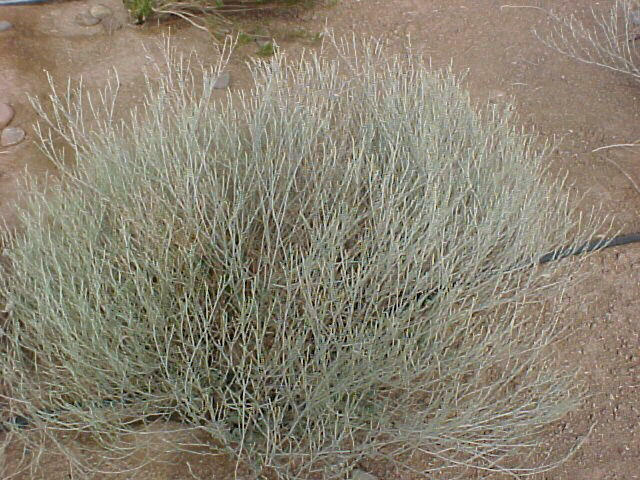 Eriogonum wrightii