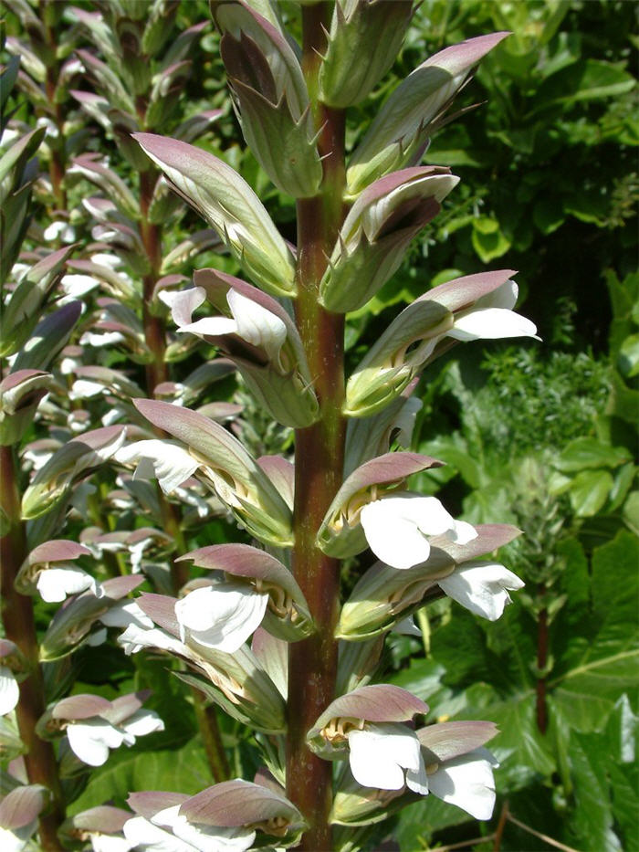 Plant photo of: Acanthus mollis