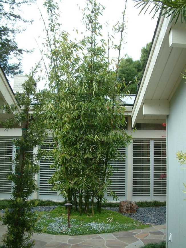 Plant photo of: Bambusa oldhamii