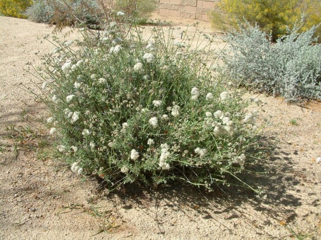Arizona Flattop Buckwheat