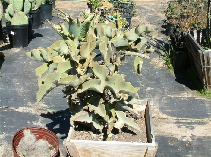 Plant photo of: Kalanchoe beharensis