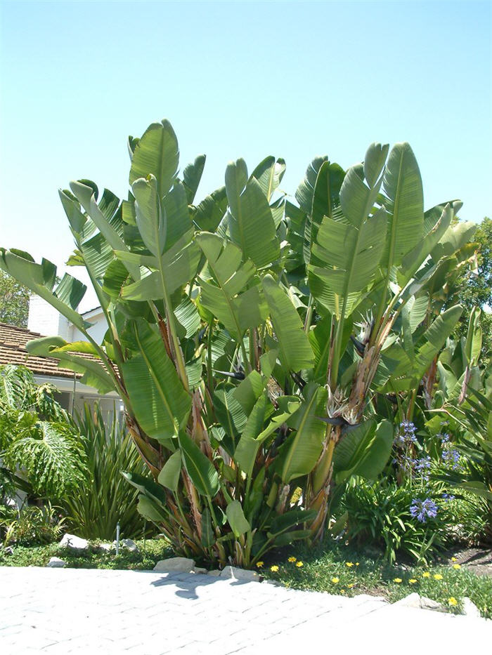 Plant photo of: Strelitzia nicolai