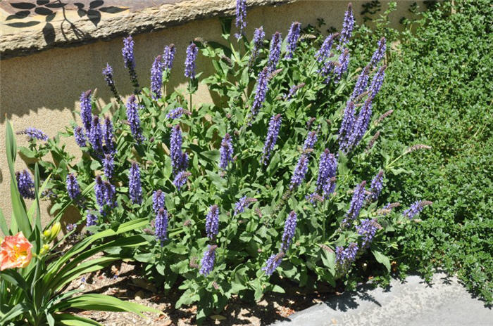 Mealy Cup Blue Sage