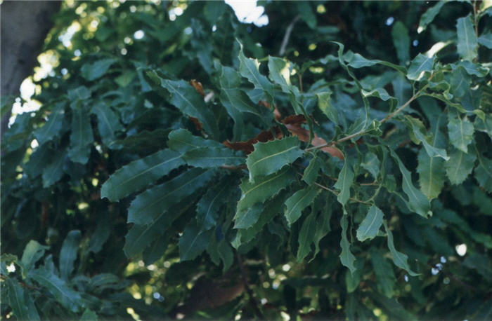 Plant photo of: Macadamia ternifolia
