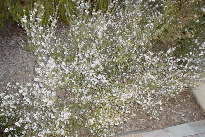 Snow White Flowering Tea Tree