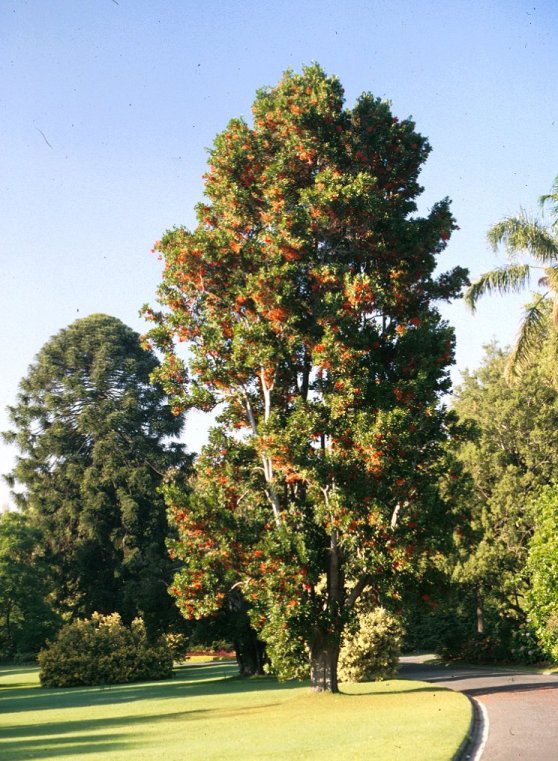 Plant photo of: Stenocarpus sinuatus